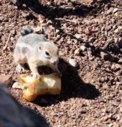 Guten Appetit Guten Appetit