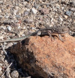 Bewohner der Hitze Bewohner der Hitze