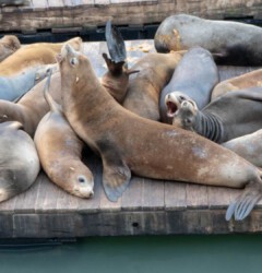 San Francisco San Francisco