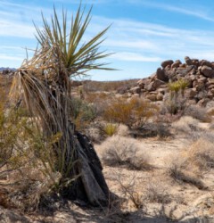 ein kleiner Joschua Tree Joschua Tree NP