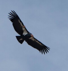 die Wild-West-Polizei die Wild-West-Polizei