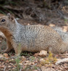 die kleinen Frechen im Grand Canyon Erdhörchen