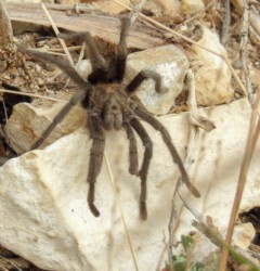 eine Tarantula im Grand Canyon Tarantula
